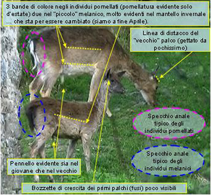 Daino: colorazione del mantello e altro...